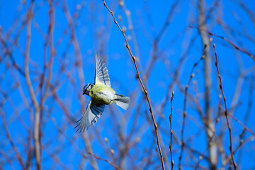 Blaumeise (Cyanistes caeruleus) in der Morgensonne