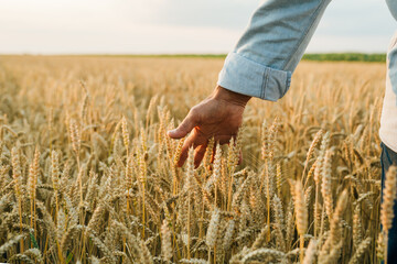 farmer standing in wheat field , closeup of hand touching wheat