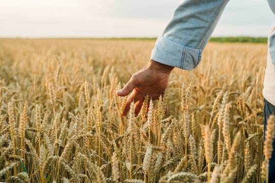 farmer standing in wheat field , closeup of hand touching wheat