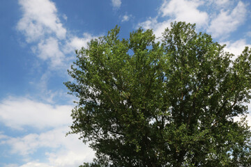 Albero di pioppo centenario in pianura padana sotto il cielo azzurro in una giornata d’estate, dettaglio della chioma