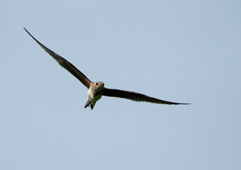 Collard Pratincole flying, Bahrain