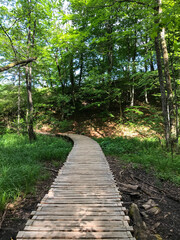 Obraz premium Forest Wooden Walkway