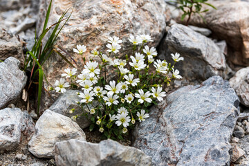 Cerastium alpinum or alpine mouse-ear sorrounded from stones at Karlschütt gorge in the Hochschwab mountain range in Styria, Austria