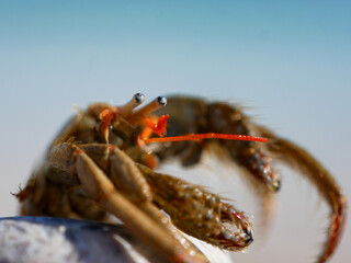Little Crab Closeup