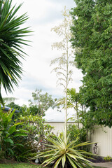 Variegated Mauritius-hemp, Furcraea foetida variegata with flower spike