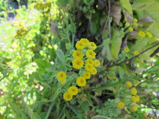 Yellow flowering costmary, Tanacetum balsamita, a medicinal plant in the garden