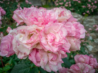 pink roses in garden