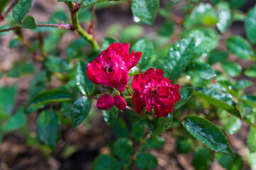 red rosebuds close up and green leaves on a Sunny day