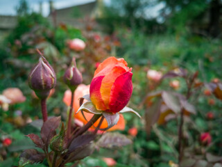 red rose  in garden