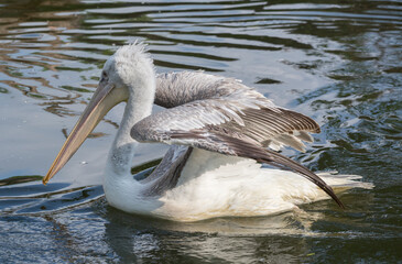 Pelican swims in water, close-up