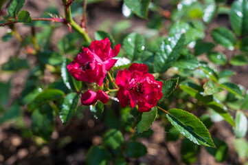 red rosebuds close up and green leaves on a Sunny day