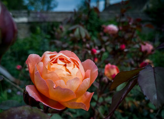 rose in the garden