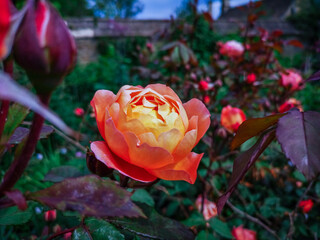 red rose in garden