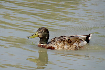 Anas platyrhynchos