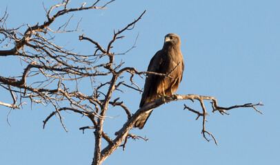 Black kite (Milvus migrans) sits on a dry branch against the sky