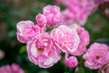 close up of pink rose flowers