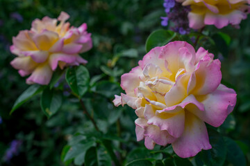pink rose bush