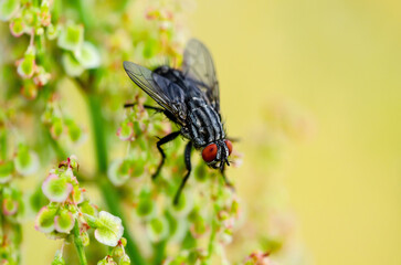 Exotic Drosophila Fly Diptera Parasite Insect on Plant Green Grass Macro