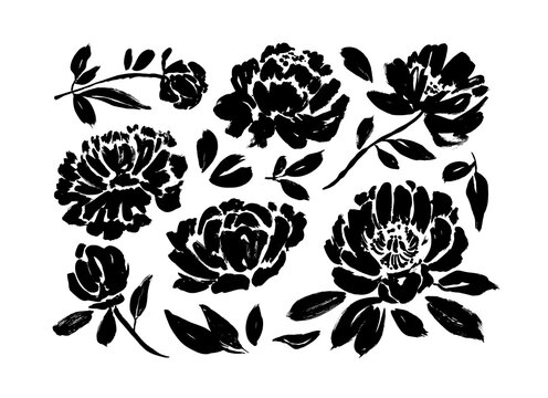 Peony and anemones hand drawn paint vector set. Ink drawing flowers and plants, monochrome artistic botanical illustration.