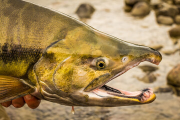 The green head of a Chum salmon with a big kype in the jaw.