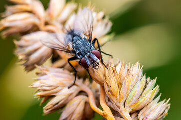 Exotic Colorful Blue Fly Drosophila Diptera Insect Macro