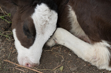 a small dark calf with white spots sleeps on the ground close up