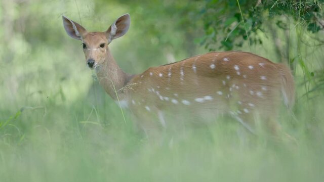 Slow motion shot of an African bushbuck in the wilderness of the Okavango Delta.