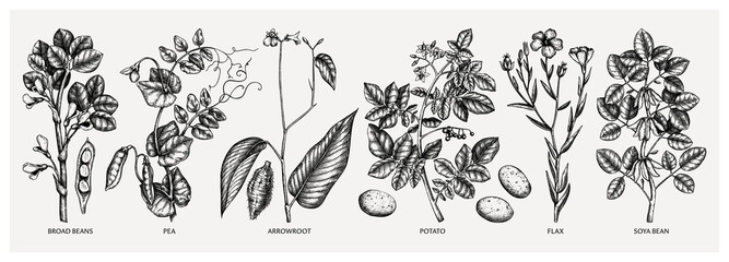 Hand-drawn agricultural plants  - potato, soy, beans, pea, arrowroot, flax sketches. Vector vegetables drawing in engraved style. Healthy farm product illustration. 