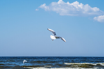 Fototapeta na wymiar Two white sea gulls flying in the blue sunny sky over the coast of Baltic Sea.