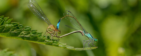 libellen © Klaus Haase 