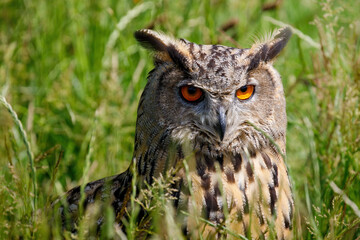 great horned owl