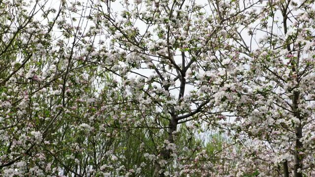 Pan of apple tree blossoms inside orchard. stockfootage apple tree orchard