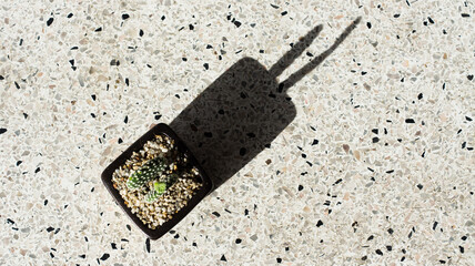 Fresh green Flat-stem cactus in a beautiful ceramic pot with white scree around the stem on a white background and a copy space.Cactus was placed in the sun until a shadow occurs.