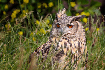 long eared owl