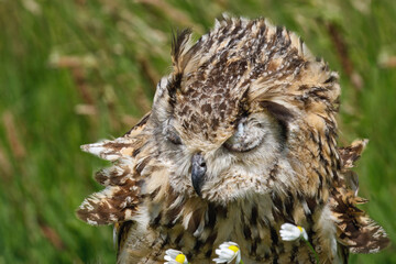 great horned owl sleeping in a field