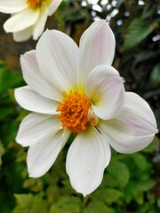 Obraz na płótnie Canvas white dahlia flower