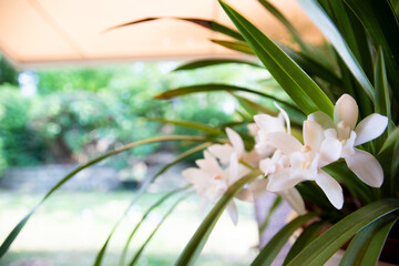 Cymbidium Sarah Jean „Ice Cascade“
