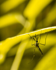 A mosquito is sitting on the leaves of a tree with the blurred yellow background. Selective focus, focus on the subject.