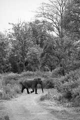 Asiatic elephant crossing the road, Jim Corbett National Park, India