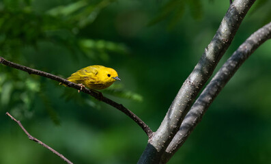 Yellow Warbler in a Green Forest