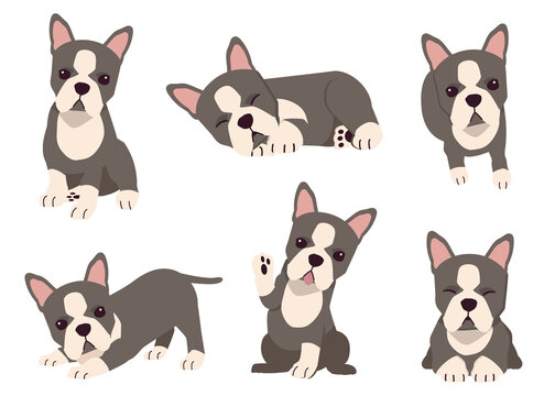 The collection of boston terrier dog in many action with flat vector style. Graphic resource about set of dogs boston terrier for graphic, content, etc. 
