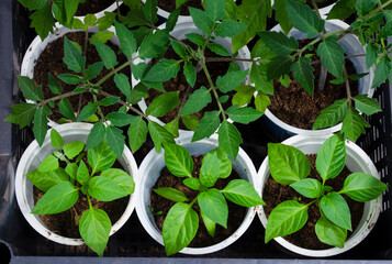 Seedlings of pepper and tomatoes in a greenhouse in pots. Vegetable growth. Development. Green sprouts. Leaves.