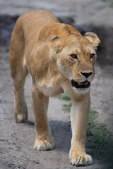 Lioness walks towards camera on dirt track