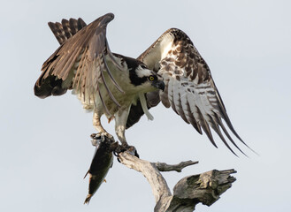 Osprey with Fish on a Branch