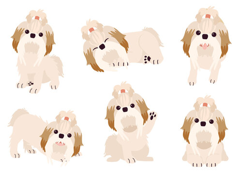 The collection of shihtzu dog in many action with flat vector style. Graphic resource about set of dogs boston terrier for graphic, content, etc. 