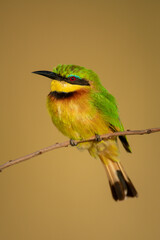 Obraz premium Little bee-eater on branch with golden background