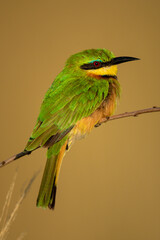 Little bee-eater on branch with gold bokeh