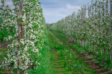 Fototapeta na wymiar Industrial field for growing apples. Rows of flowering young trees