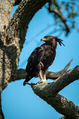 Long-crested eagle perched on branch turning head