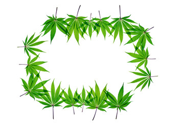 Fresh Cannabis frame leaf on plain background, isolated